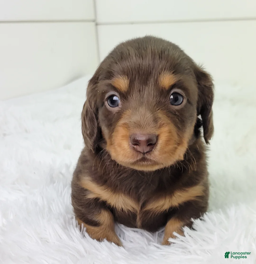 Dachshund dogs for sale: Ollie - Ad 1