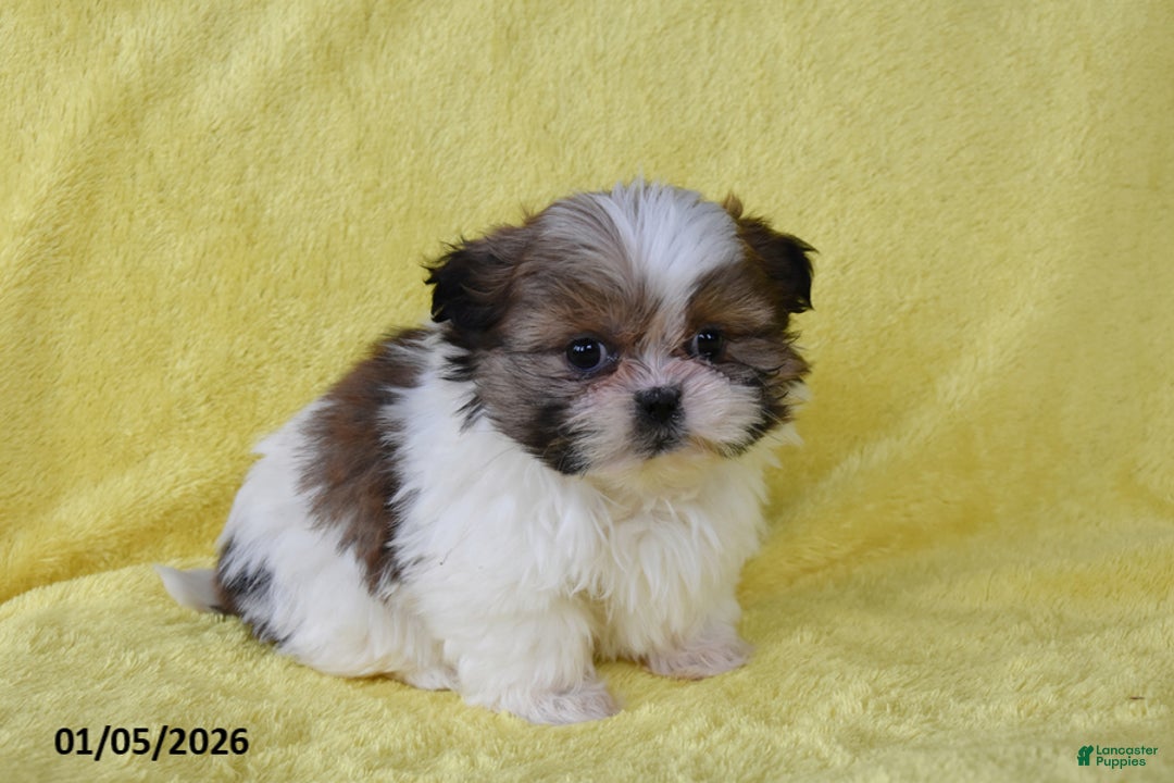 Shih Tzu dogs for sale: Sparkie - Ad 2