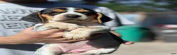 Beagle dogs for sale: Buttercup  - Ad 5