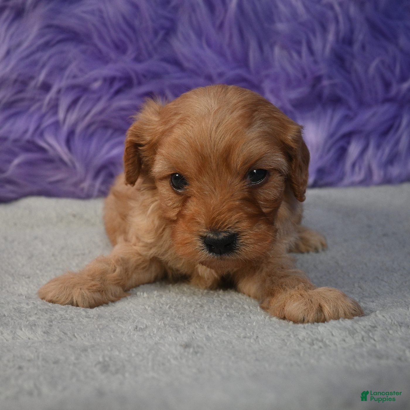 Cavapoo dogs for sale: Cavapoo 4 - Ad 2