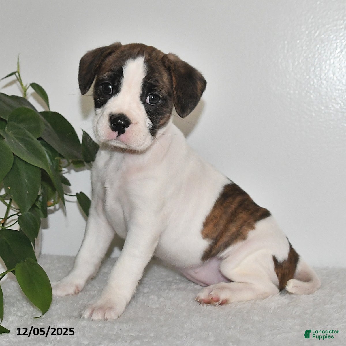 Mixed Breed dogs Tinsley - Ad 41