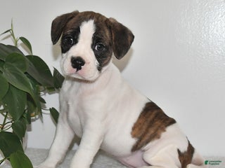 Mixed Breed dogs Tinsley - Ad 17