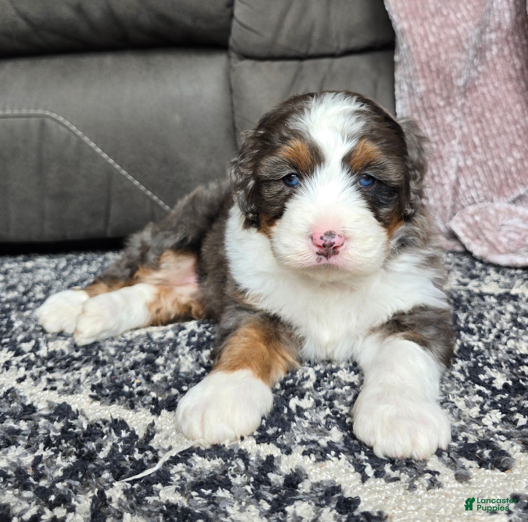 Mini Bernedoodle dogs for sale: Mini Bentley - Ad 20