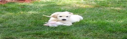 Golden Retriever dogs for sale: Cecily - Ad 2