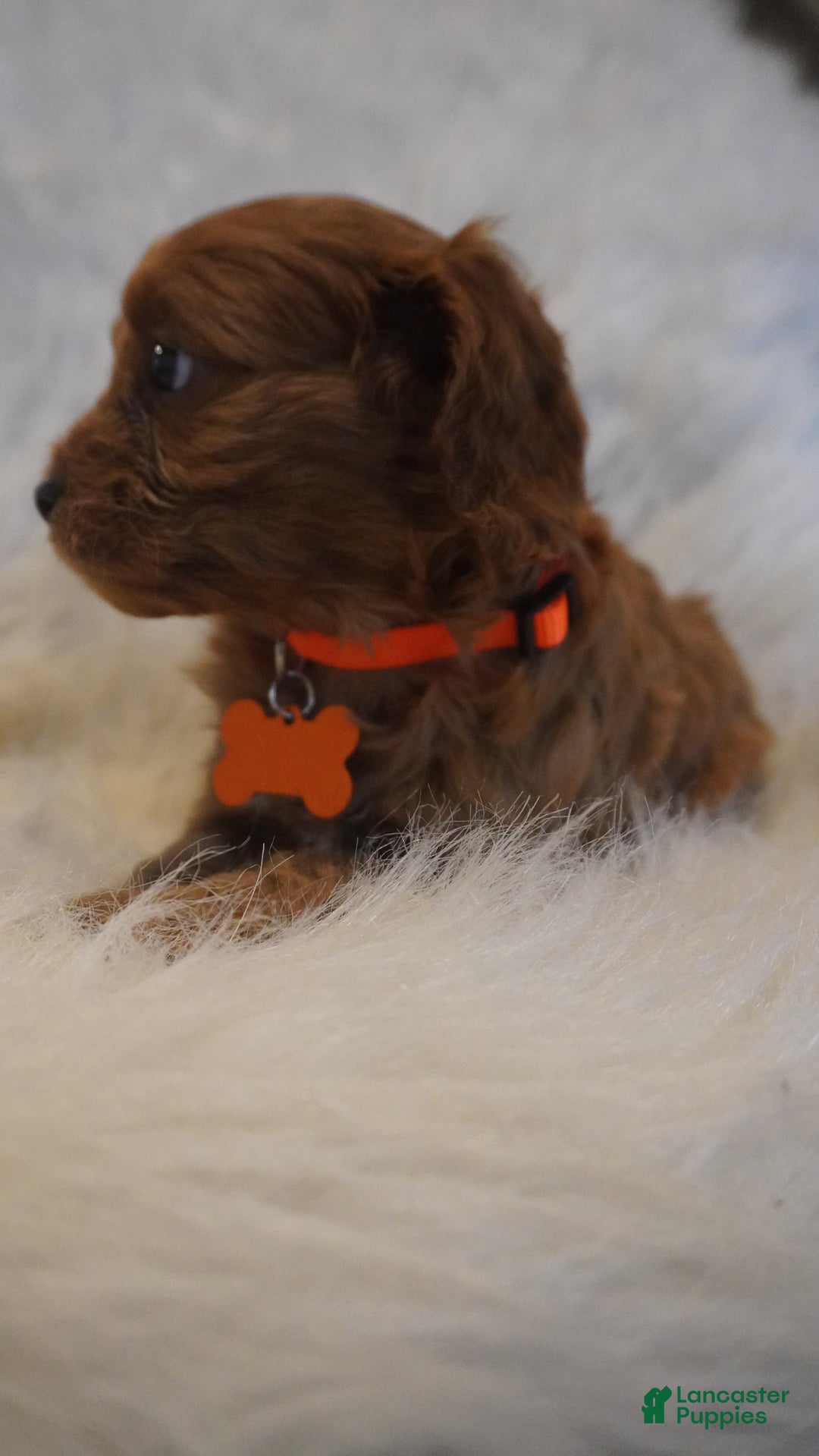Cavapoo dogs for sale: Jupiter  - Ad 4