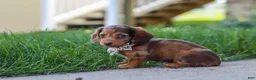 Miniature Dachshund dogs for sale: Chloe - Ad 6