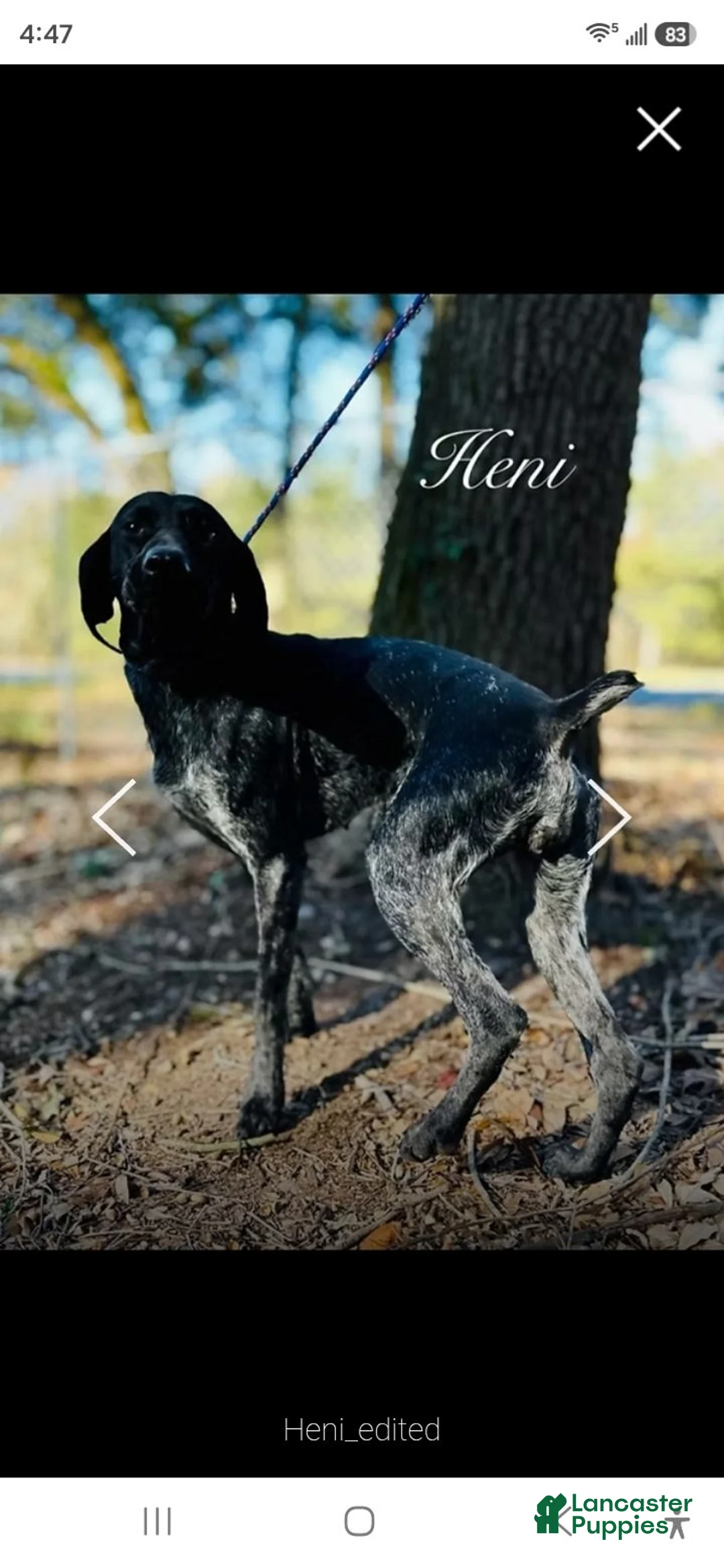 German Shorthaired Pointer dogs for sale: Blaze - Ad 2