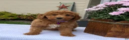 Mini Goldendoodle dogs for sale: Sophie - Ad 3