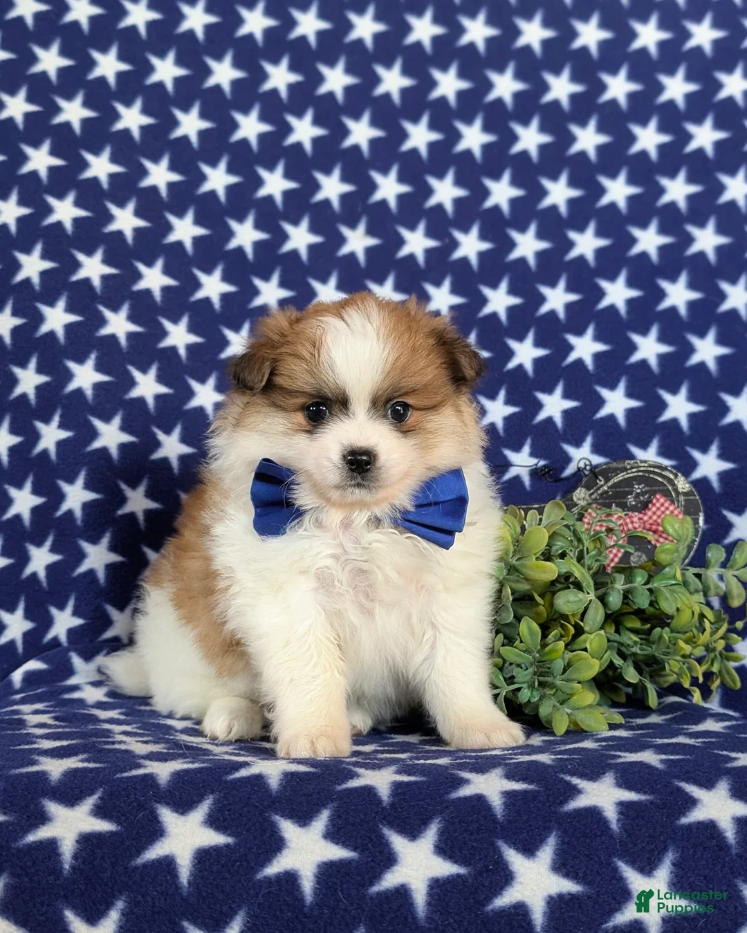 Pomeranian dogs for sale: Cosmo - Ad 1