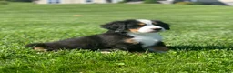 Bernese Mountain Dog dogs for sale: JJ - Ad 8