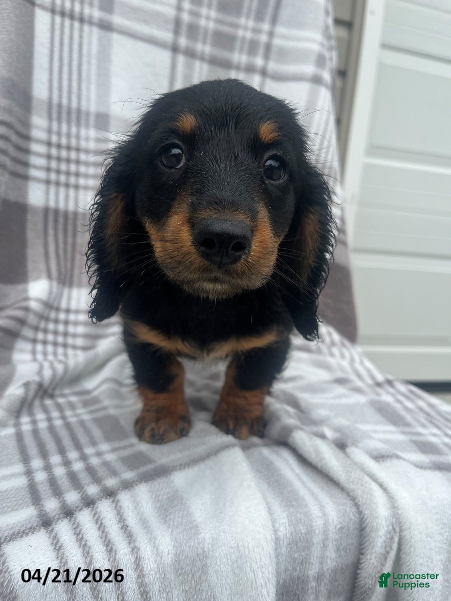 Miniature Dachshund dogs Ajax - Ad 2