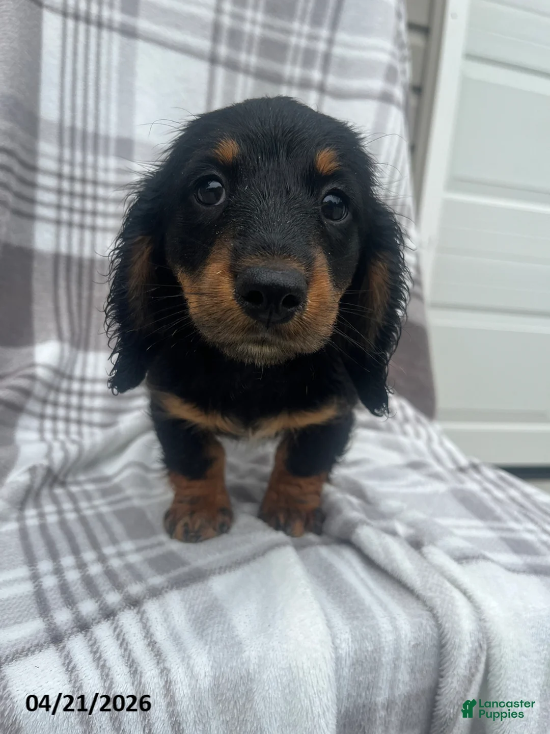 Miniature Dachshund dogs for sale: Ajax - Ad 2