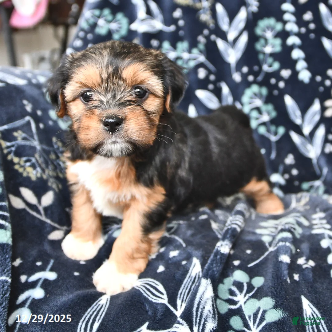 Shorkie dogs for sale: Charlotte - Ad 3