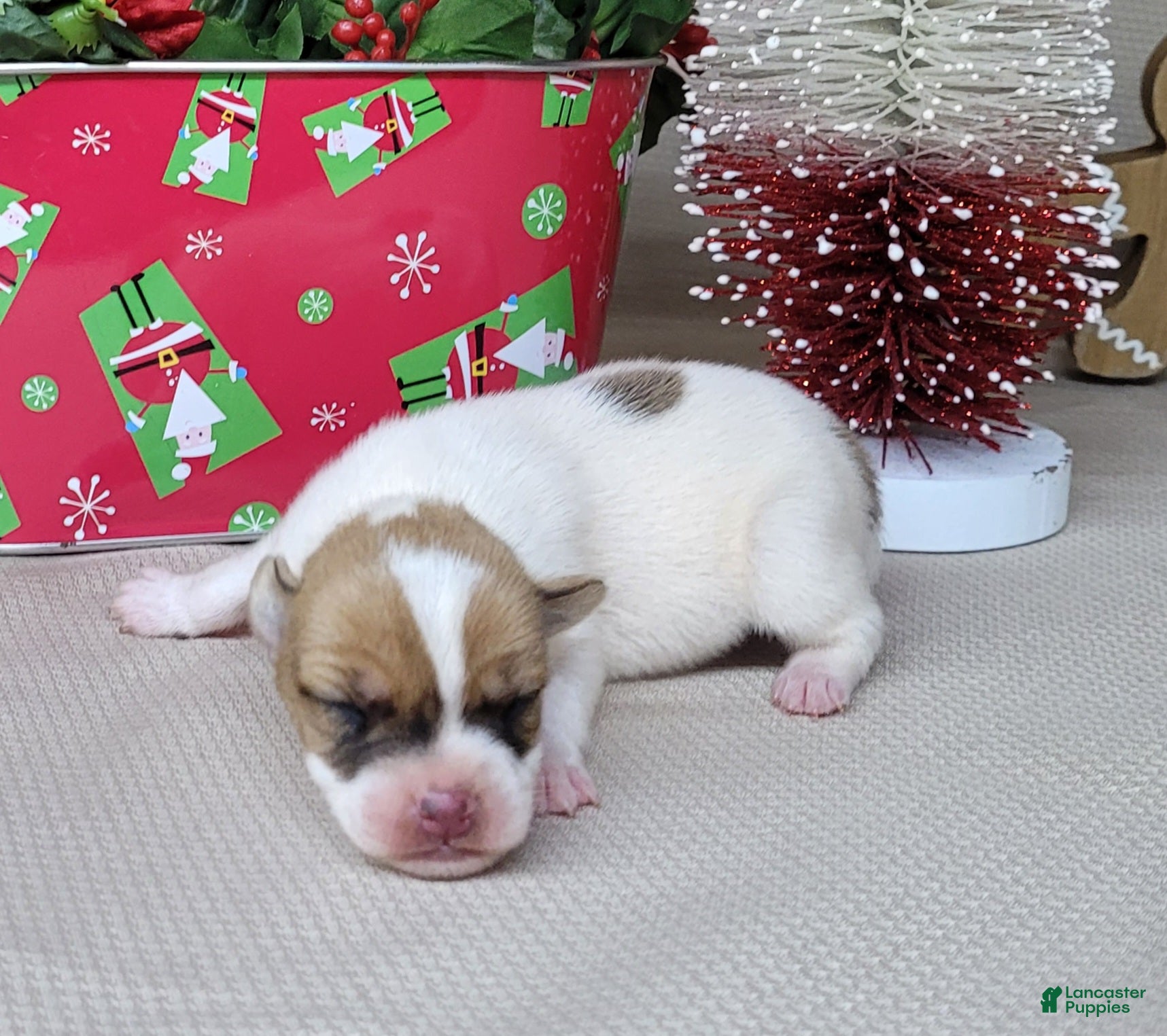 Jack Russell Terrier dogs Westfork's TESSA - Ad 5