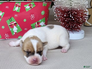 Jack Russell Terrier dogs Westfork's TESSA - Ad 41