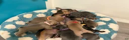 French Bulldog dogs for sale: French Bulldog 3 - Ad 3