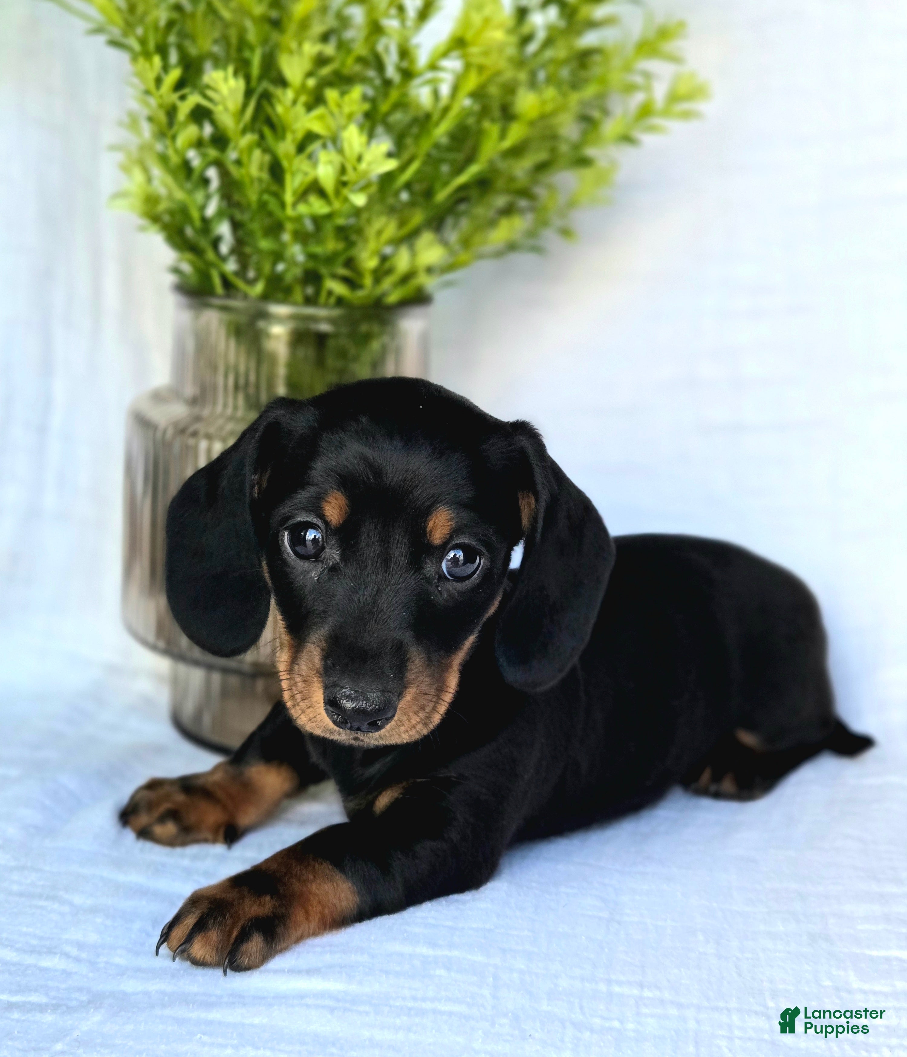 Miniature Dachshund dogs Blaze - Ad 1