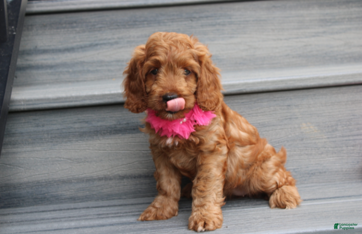 Cockapoo dogs Lacie - Ad 1