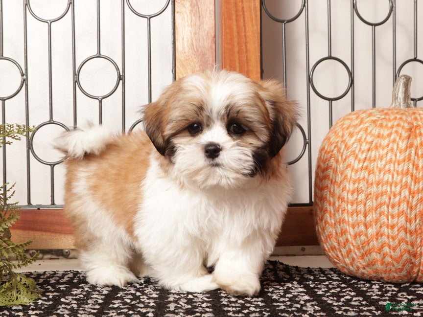 Shih Tzu dogs for sale: Boots - Spunky Shih Tzu ACA  - Ad 1