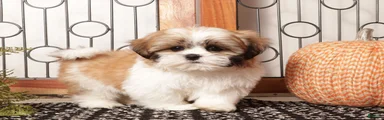Boots - Spunky Shih Tzu ACA 