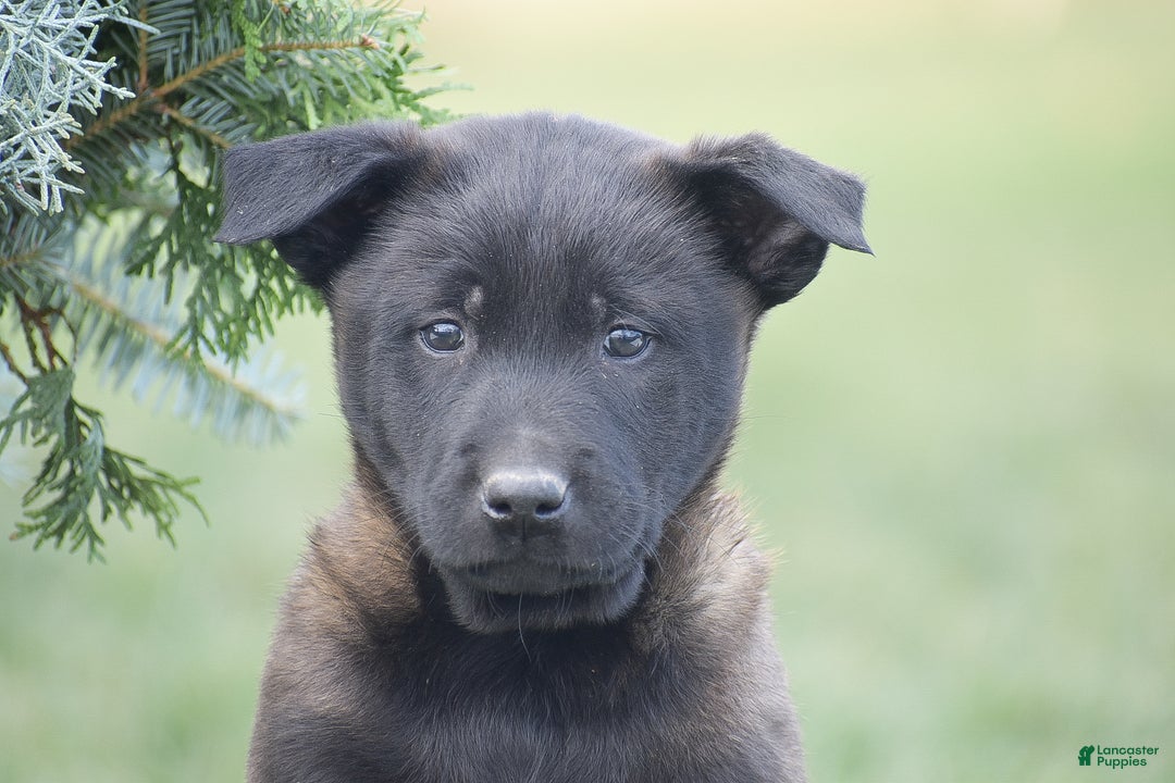 Belgian Malinois dogs for sale: Romeo - Ad 2