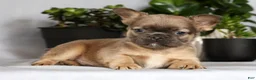 French Bulldog dogs for sale: Nick - Ad 4