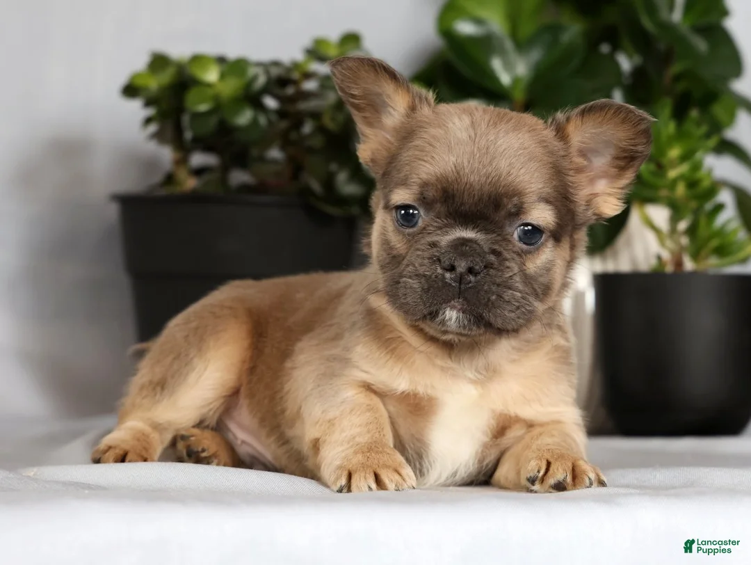 French Bulldog dogs for sale: Nick - Ad 4
