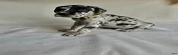 Great Dane dogs for sale: Flash- yellow - Ad 4