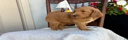 Goldendoodle dogs for sale: Chip - Ad 13