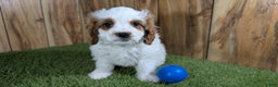 Cavapoo dogs for sale: Cavapoo Puppy 1 - Ad 9