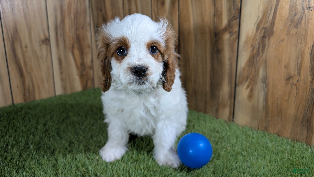 Cavapoo dogs for sale: Cavapoo Puppy 1 - Ad 9
