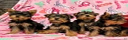 Yorkshire Terrier dogs for sale: Jason - Ad 9