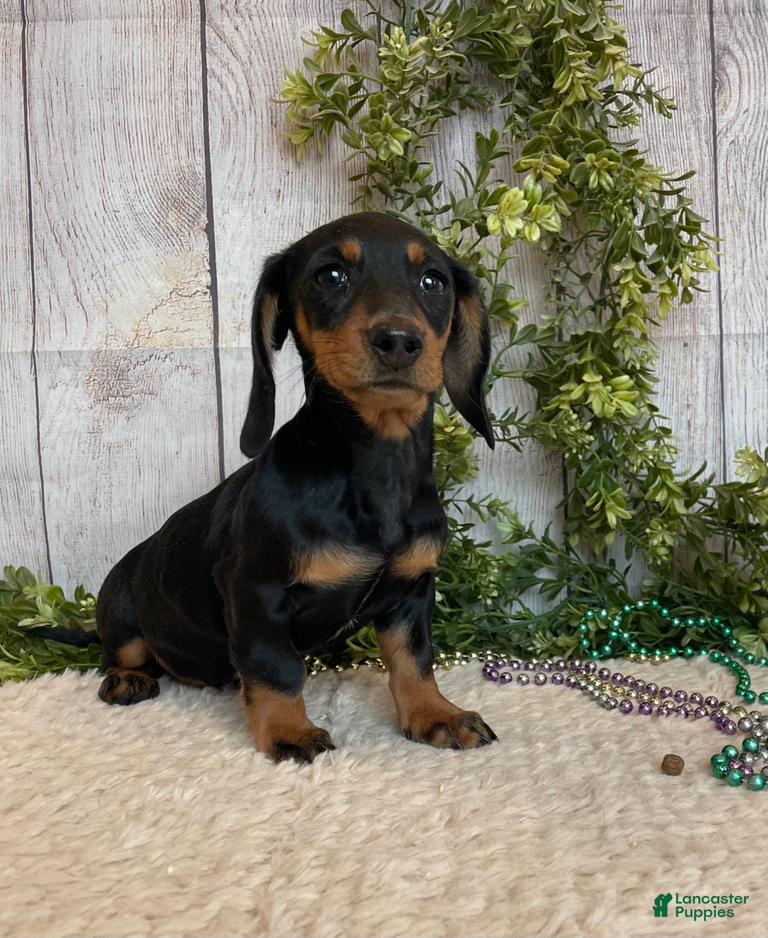Miniature Dachshund dogs for sale: Fritz - Ad 3