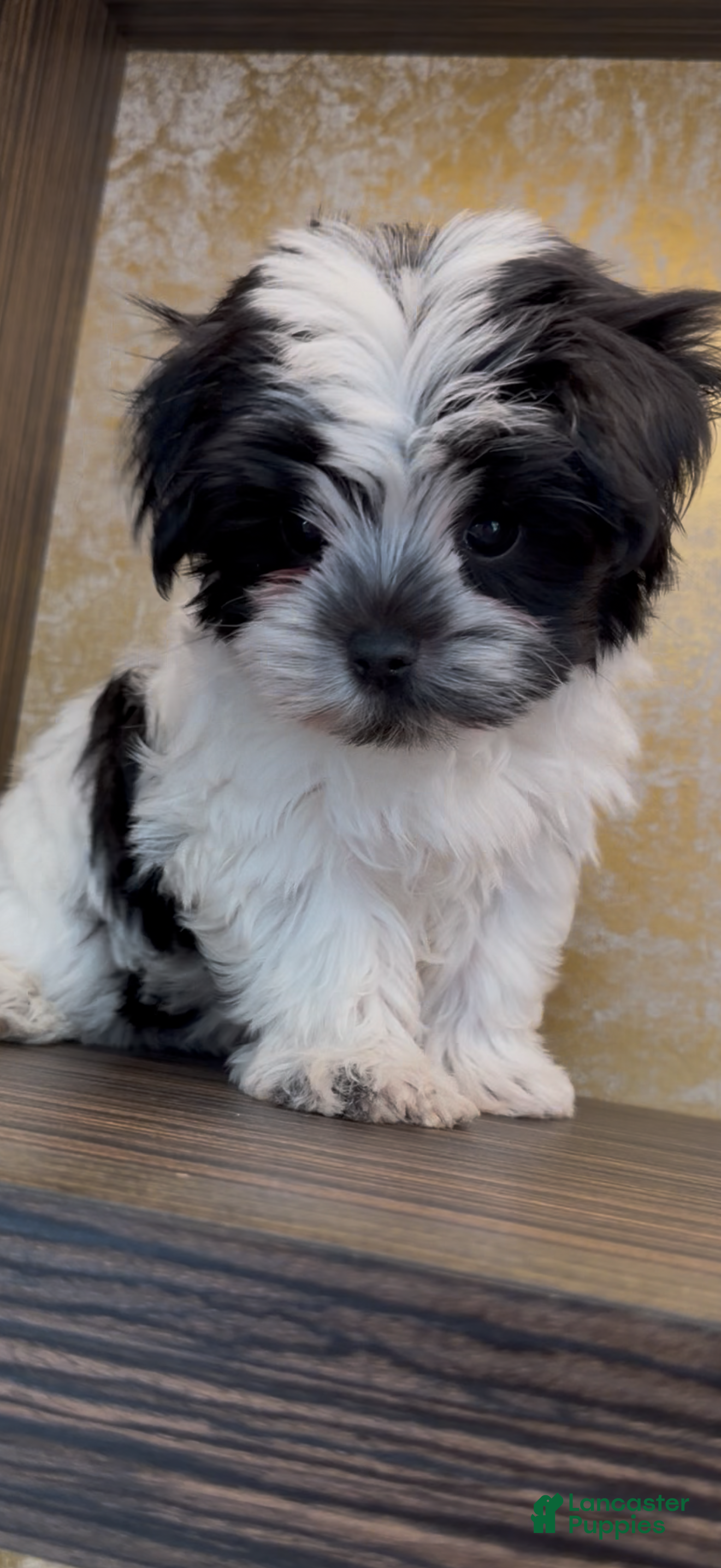 Morkie dogs Duke  - Ad 1