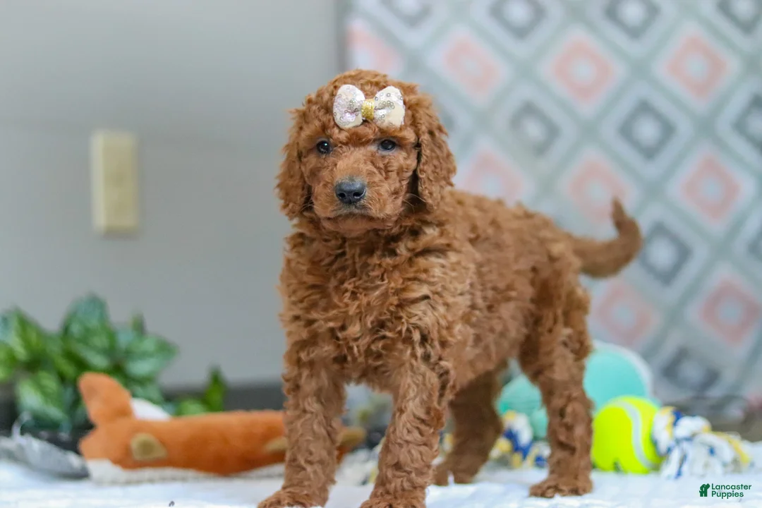 Goldendoodle dogs for sale: Ivy - Ad 3