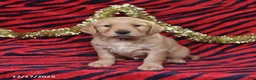 Golden Retriever dogs for sale: Rhoda - Ad 4