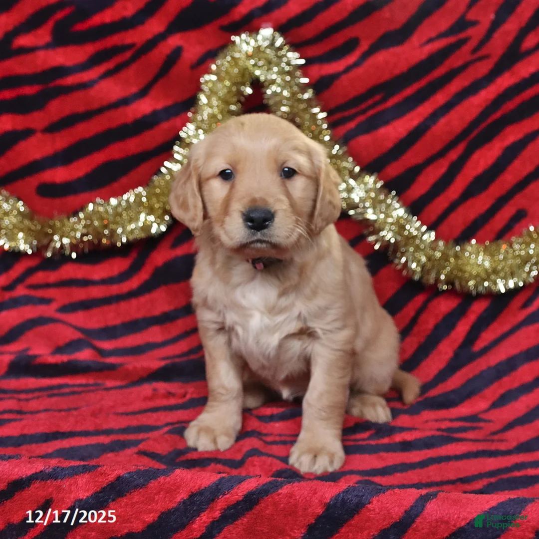 Golden Retriever dogs for sale: Rhoda - Ad 4