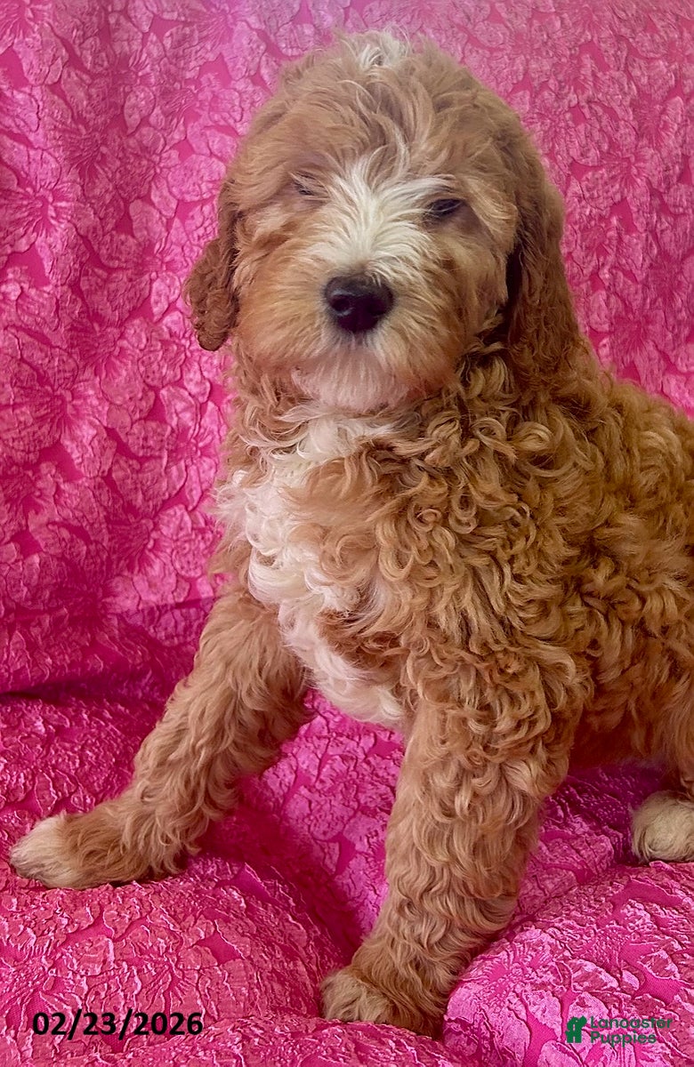 Mini Goldendoodle dogs Hyacinth - Ad 2