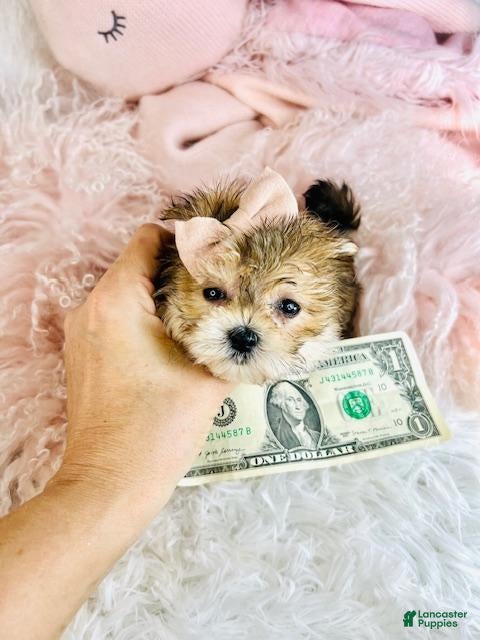 Morkie dogs Morkie Puppy 1 - Ad 4