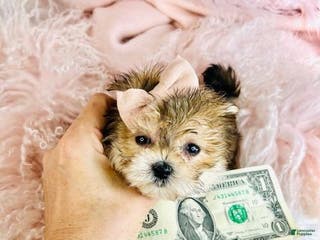 Morkie dogs Morkie Puppy 1 - Ad 5