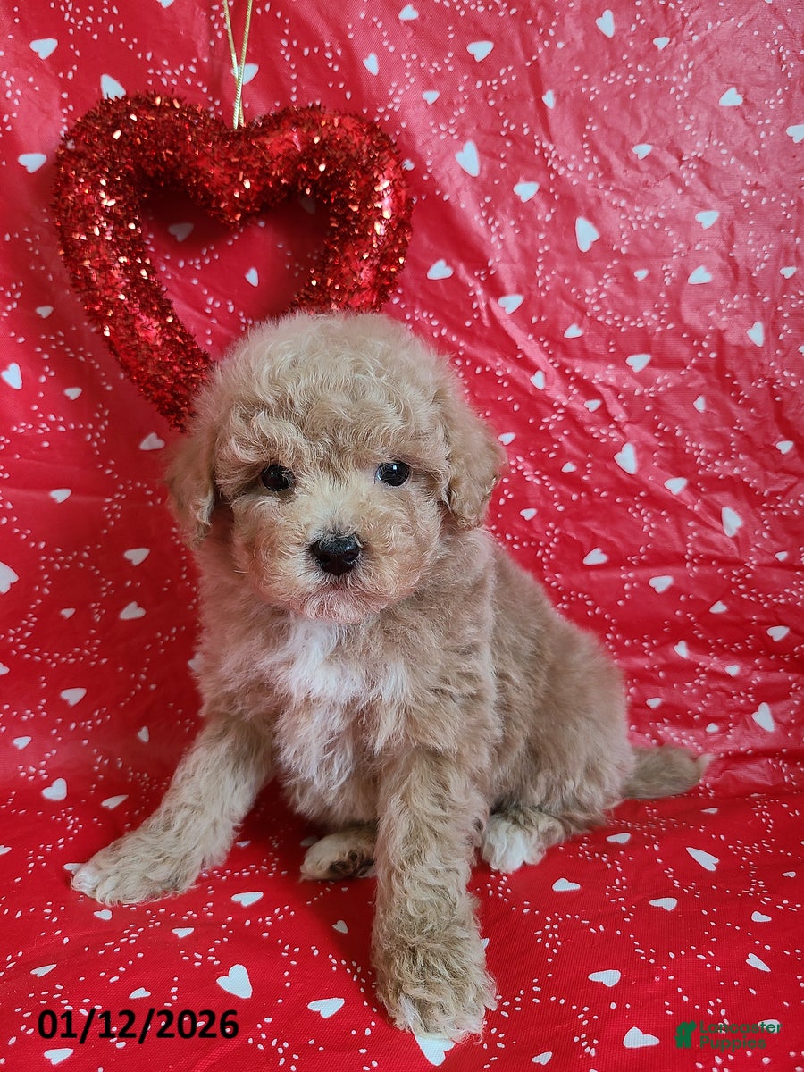 Bichpoo dogs Doll Face - Ad 1