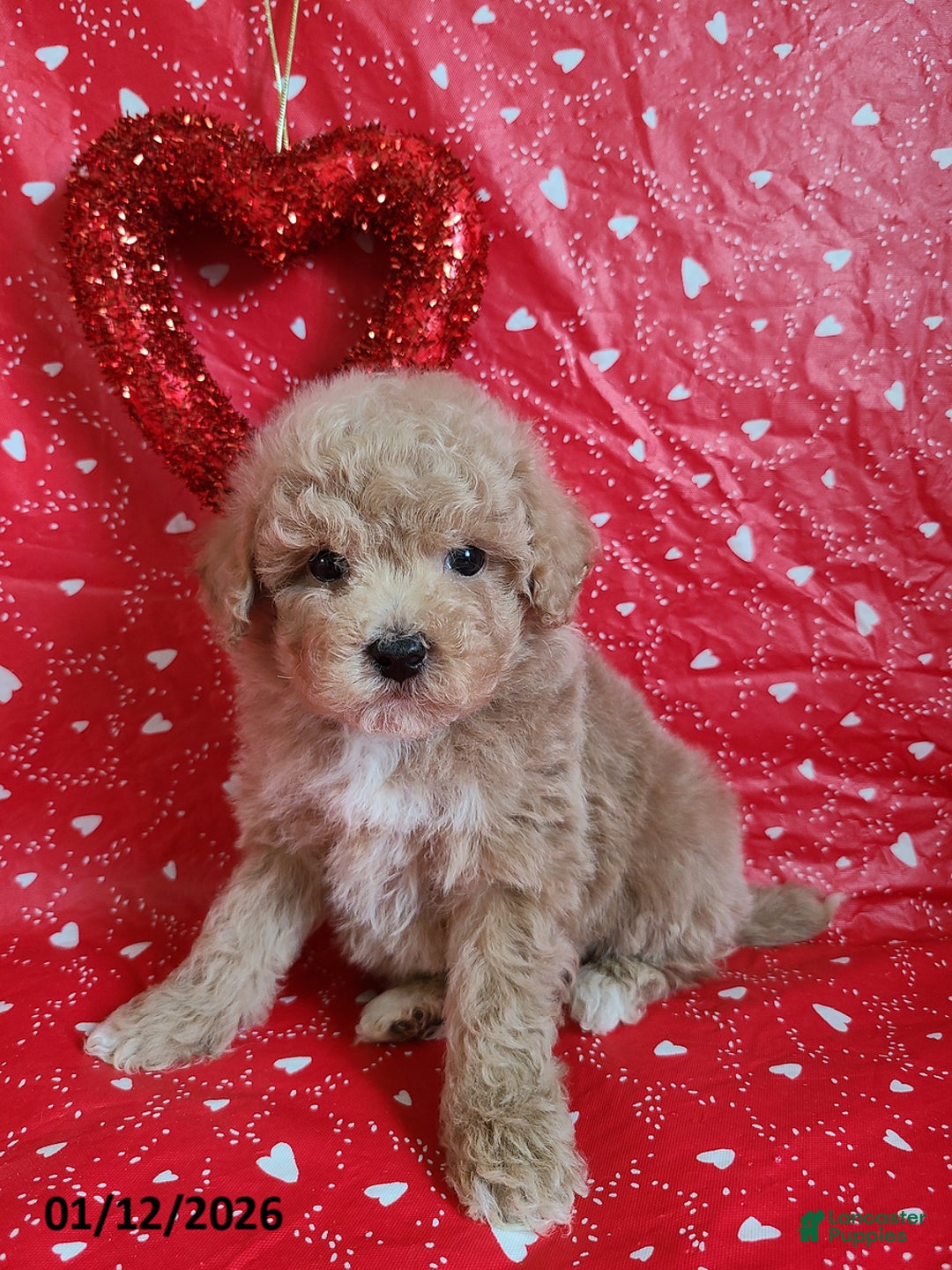 Bichpoo dogs for sale: Doll Face - Ad 1