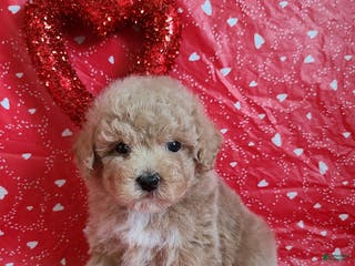 Bichpoo dogs Doll Face - Ad 1