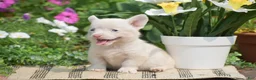 Welsh Corgi Pembroke dogs for sale: Crystal - Ad 6