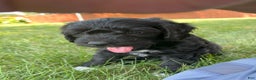 Mixed Breed dogs for sale: Sirius Black - Ad 4