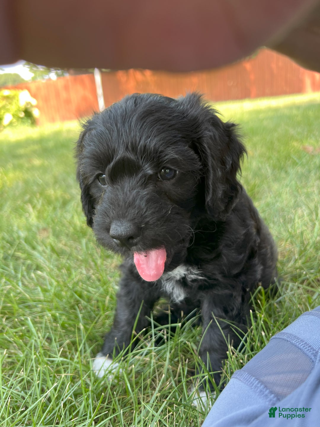 Mixed Breed dogs for sale: Sirius Black - Ad 4