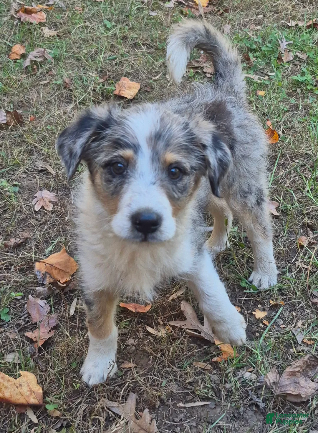 Mini Aussiedoodle dogs for sale: Speckles - Ad 2