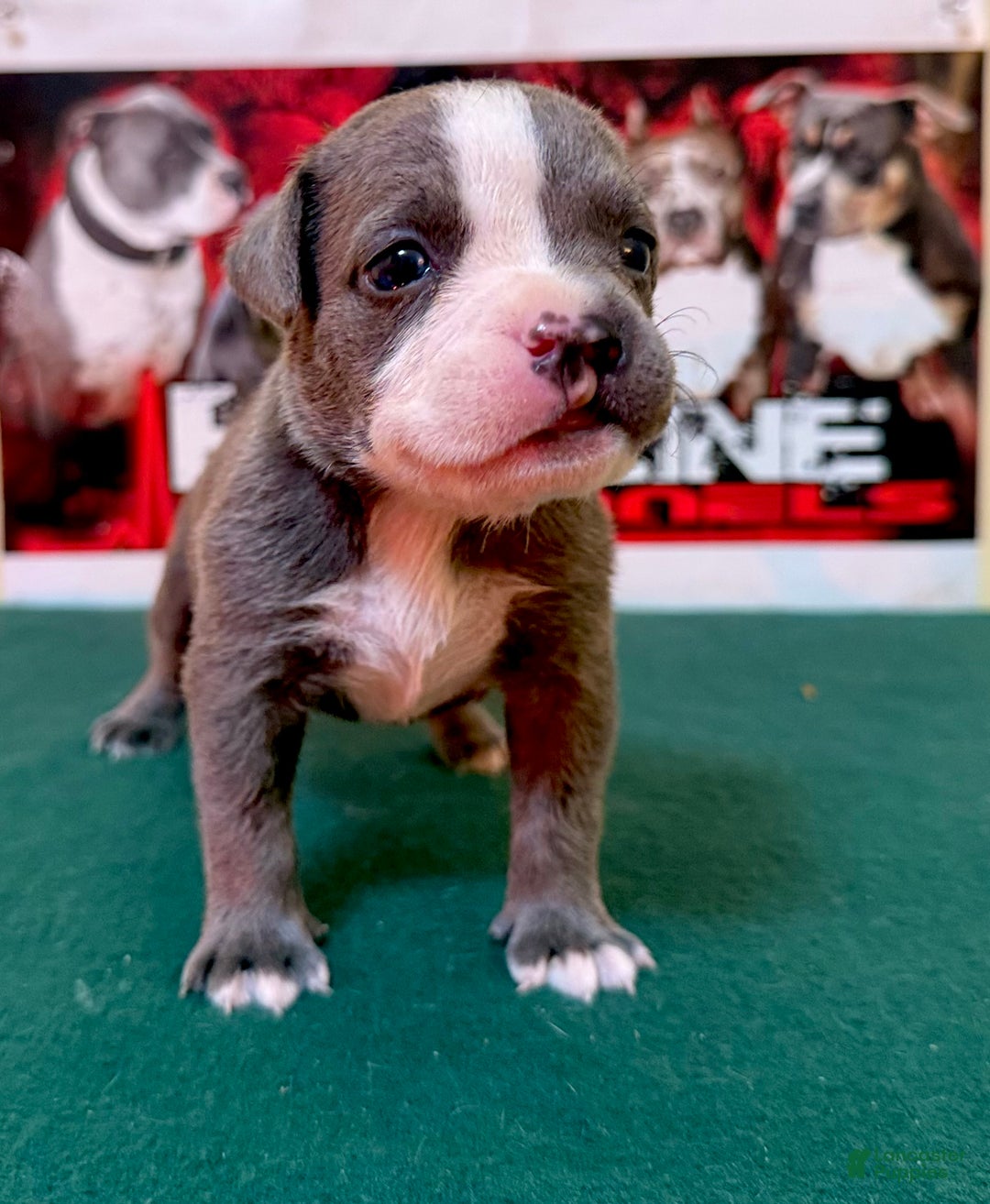 American Bully dogs for sale: American Bully Puppy 1 - Ad 3