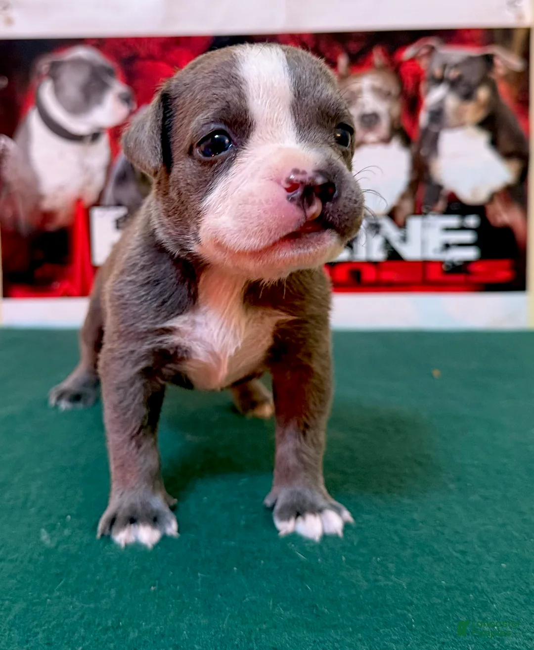 American Bully dogs for sale: American Bully Puppy 1 - Ad 9