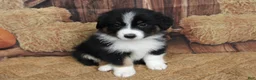 Australian Shepherd dogs for sale: Shiloh  - Ad 4